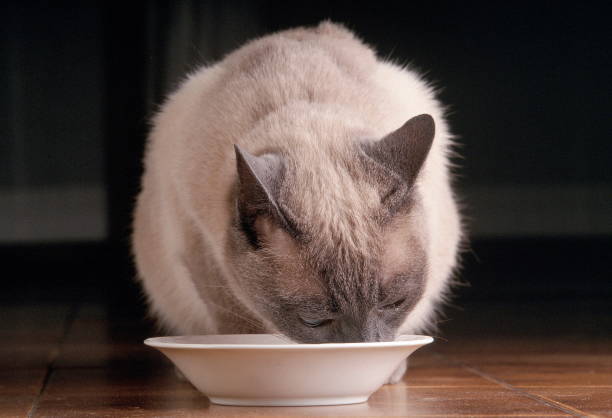 A Siamese Eating A Cat Food